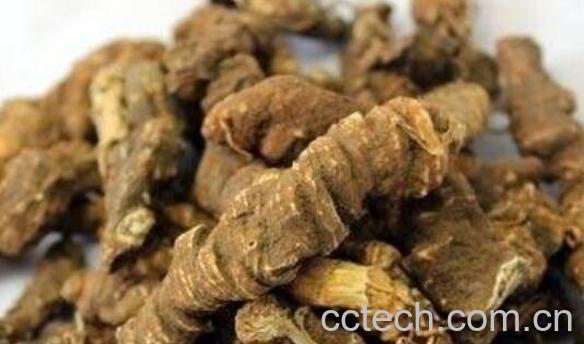 石黄连的功效与作用及药用价值-1