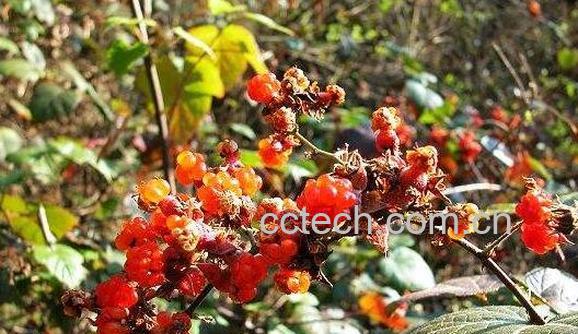 红泡刺藤的功效和作用-0