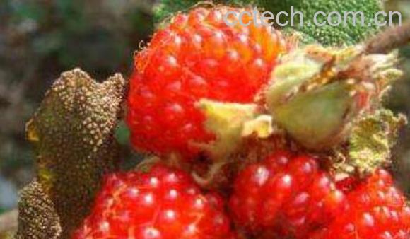 红刺藤的功效和作用-1