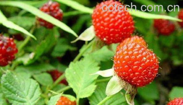 红刺藤的功效和作用-0