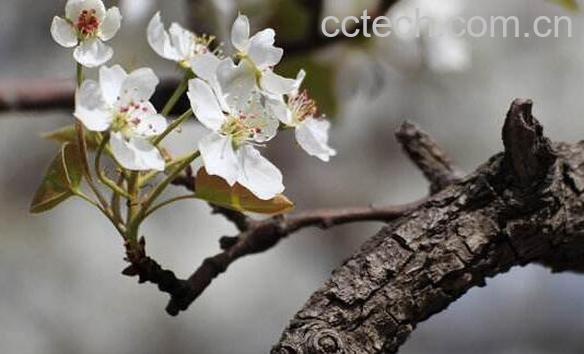 老梨树皮的药用价值 老梨树皮的功效与作用-1