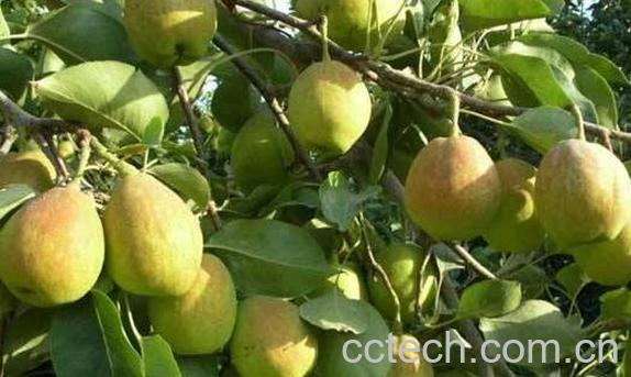 老梨树皮的药用价值 老梨树皮的功效与作用-0