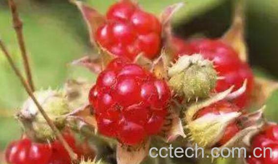 红泡刺根的功效与作用-0