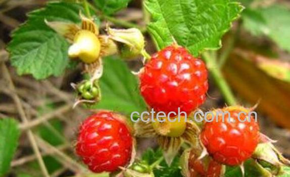 红泡刺根的功效与作用-1