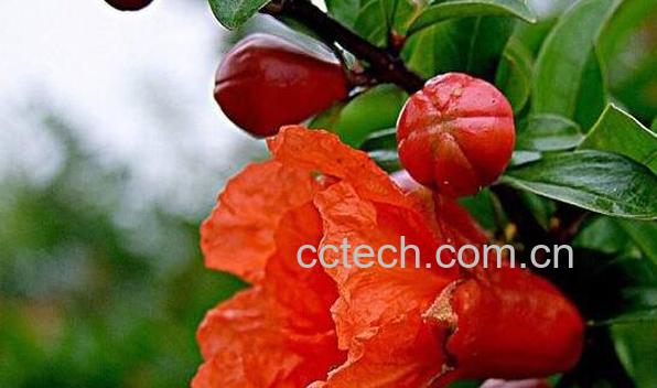 红芭蕉头的作用与功效-0