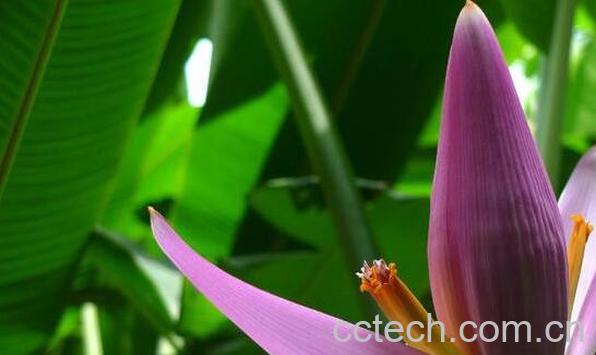 红芭蕉头的作用与功效-1