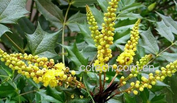 刺黄柏的功效与作用及副作用-0