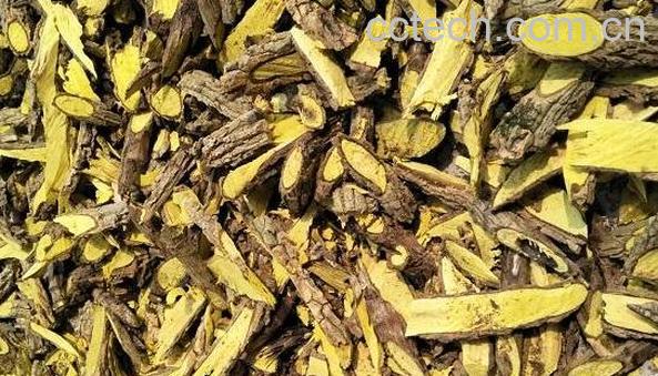 刺黄柏的功效与作用及副作用-1