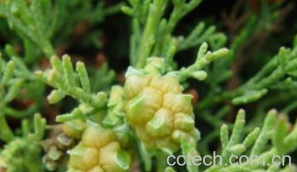 丝柏和柏树的区别 丝柏的功效与作用-0