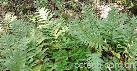 野生猴姜的功效和作用-0