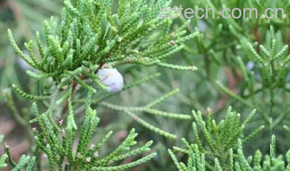 丝柏和柏树的区别 丝柏的功效与作用-1