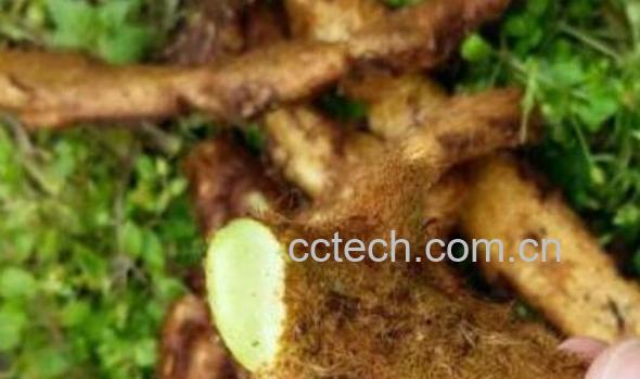 野生猴姜的功效和作用-1