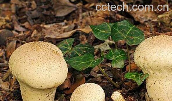 马屁包有什么药用价值 马屁包菌的药用价值-0