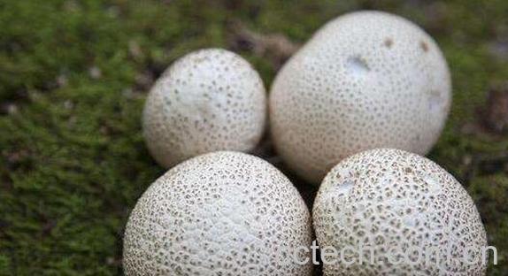 马屁包有什么药用价值 马屁包菌的药用价值-1