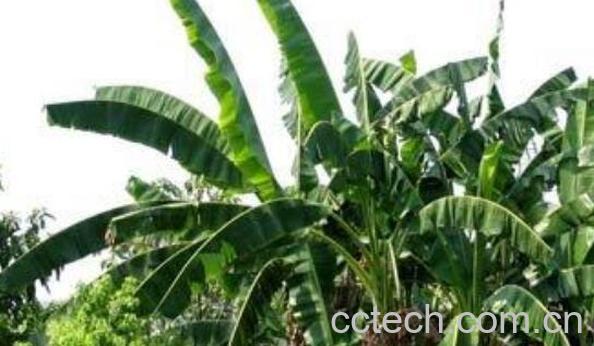 红芭蕉根的药用价值与功效-0