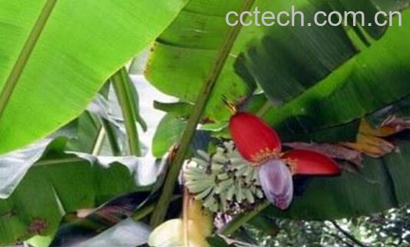 红芭蕉根的药用价值与功效-1