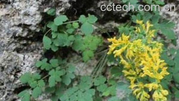 岩黄连泡水喝的功效与作用-0