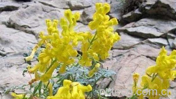 岩黄连泡水喝的功效与作用-1