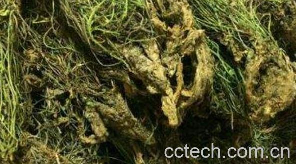 野生岩莲的功效与作用-0