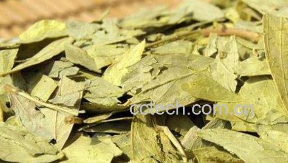 番泻叶怎么吃 番泻叶的正确服用方法-1