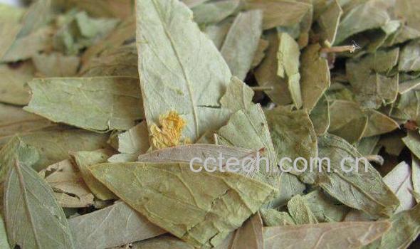 长期喝减脂叶的副作用 喝减脂叶的禁忌-0