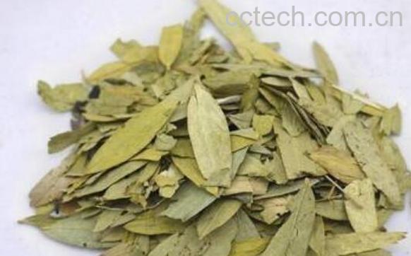 长期喝减脂叶的副作用 喝减脂叶的禁忌-1