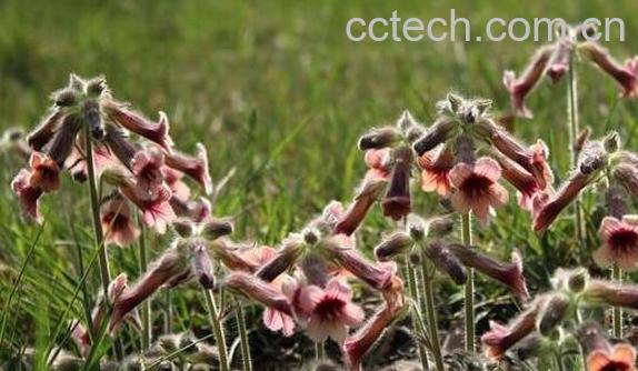 地黄花怎么吃好 地黄花的食用方法-0