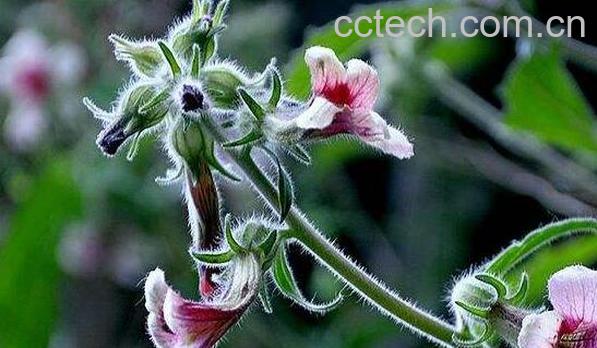 地黄花的功效与作用 地黄花的药用价值-1