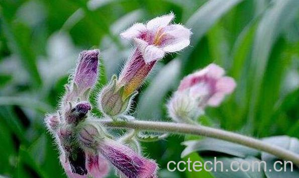 地黄花的功效与作用 地黄花的药用价值-0