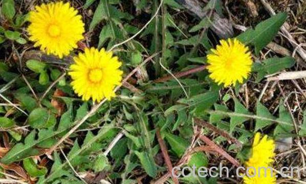 苦兰菊的功效与作用-1