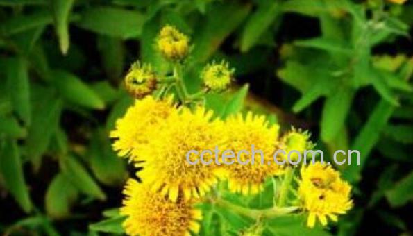 黄花郎和蒲公英的区别 黄花郎的功效-1