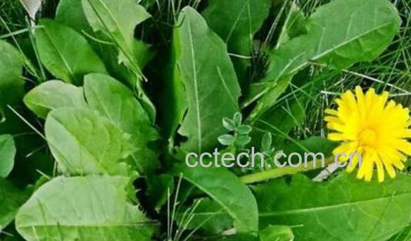 黄花郎和蒲公英的区别 黄花郎的功效-0