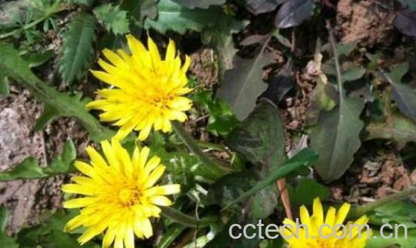 黄花郎的功效与作用 黄花郎的禁忌-0