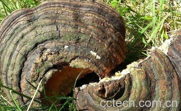 树舌灵芝的功效与作用-0