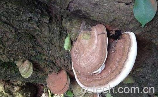 树舌灵芝的功效与作用-1