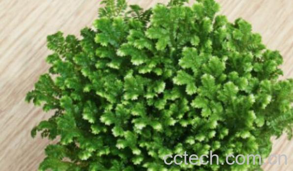 节肢蕨的功效与作用 节肢蕨的药用价值-1