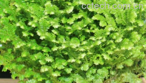 节肢蕨的功效与作用 节肢蕨的药用价值-0