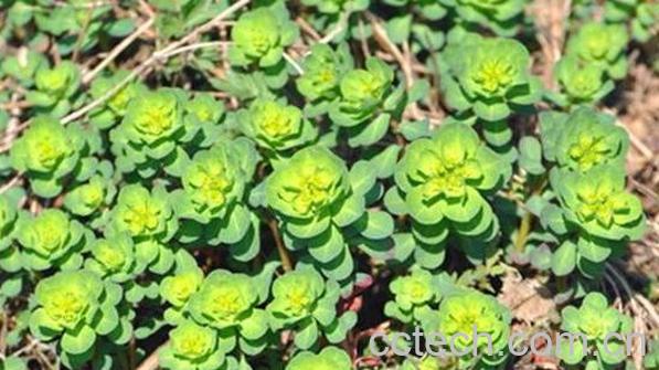 奶浆草泡水喝有什么好处 奶浆草泡水的功效-0