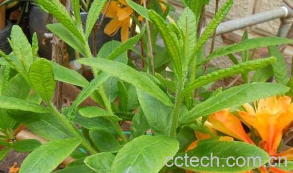 黄杜鹃根的功效与作用-0