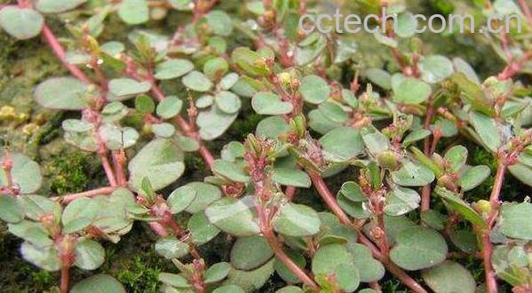 奶浆草的功效与作用 奶浆草的药用价值-0