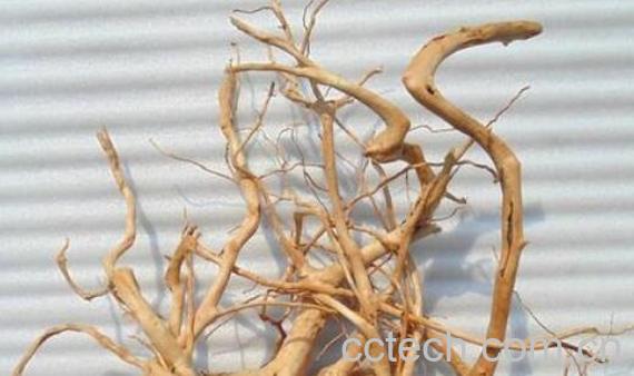 黄杜鹃根的功效与作用-1