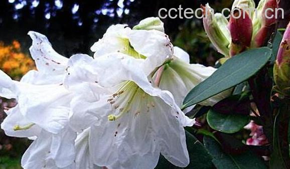 白花杜鹃根的功效与作用及药用价值-0