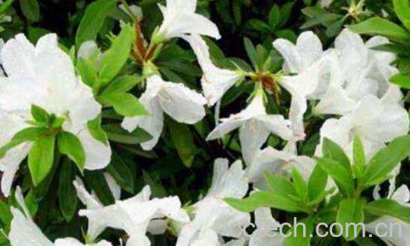 白花杜鹃根的功效与作用及药用价值-1