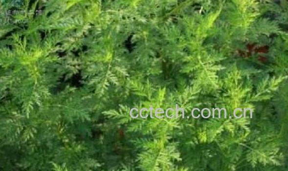 臭蒿的功效与作用 吃臭蒿的副作用-0