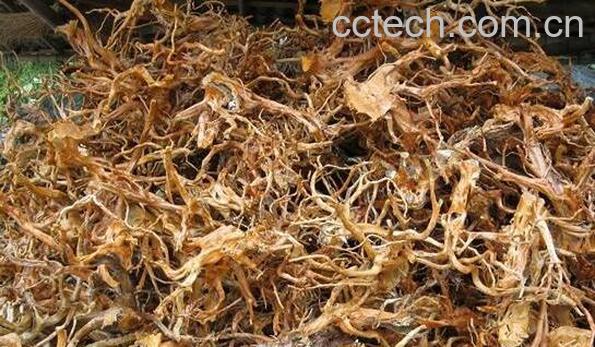 杜鹃根的功效与作用 杜鹃根的禁忌-0