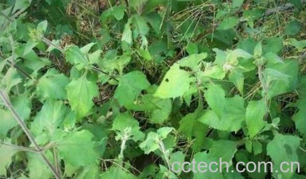 粘强子的功效与作用-0