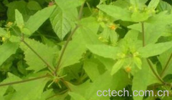 粘强子的功效与作用-1