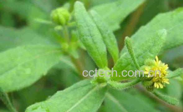 g莶草的功效与作用 g莶草的副作用-1