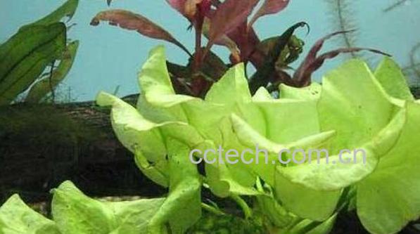 阳荷根的功效与作用-0