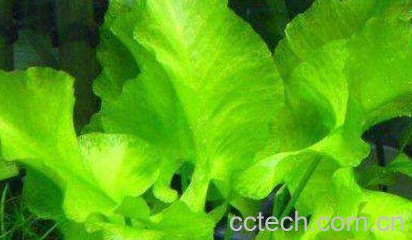 阳荷根的功效与作用-1